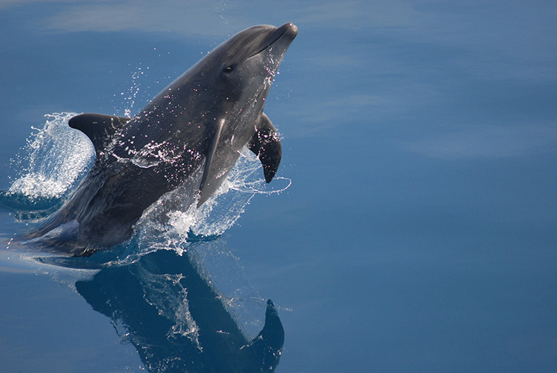 bottlenose dolphin sea ocean02